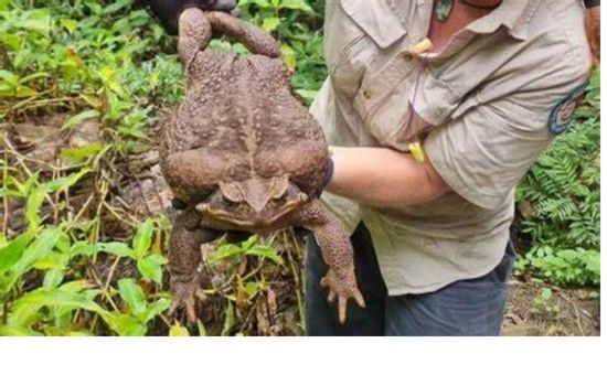 La rana gigante se encuentra en Australia.