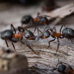 ¿Sabes qué son las feromonas?