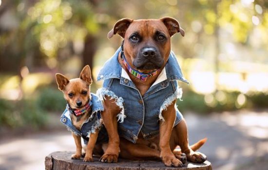 Roupas e acessórios para pets: estilo e conforto pro seu bichinho